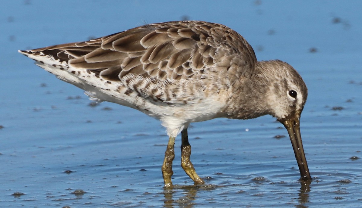 Long-billed Dowitcher - ML368556391