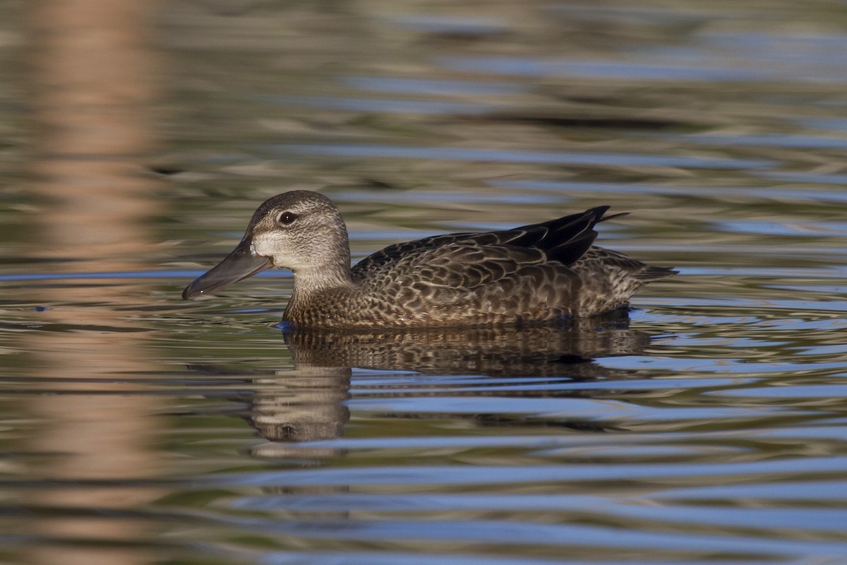 Blue-winged Teal - David Marques
