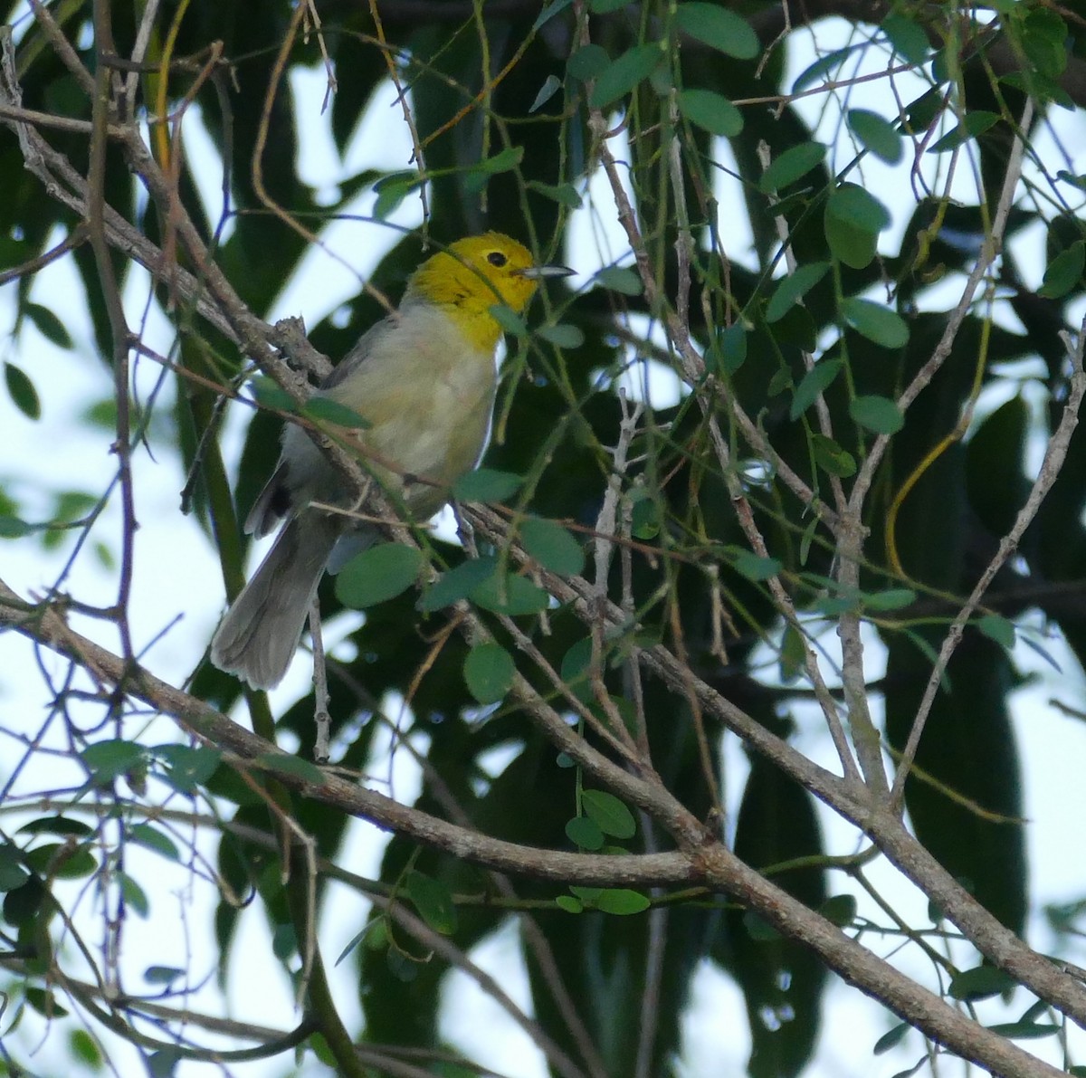 Yellow-headed Warbler - Angel & Mariel Abreu