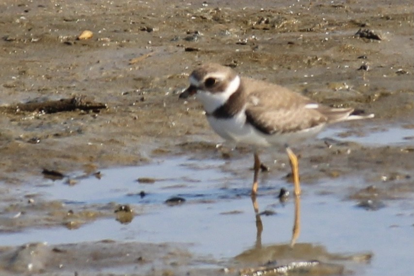 Semipalmated Plover - ML368567691
