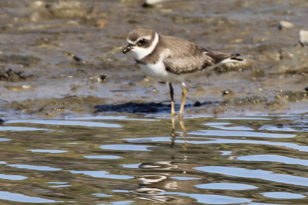Semipalmated Plover - ML368567741