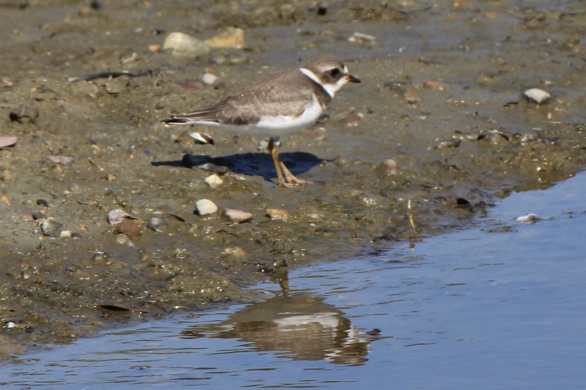 Semipalmated Plover - ML368567751