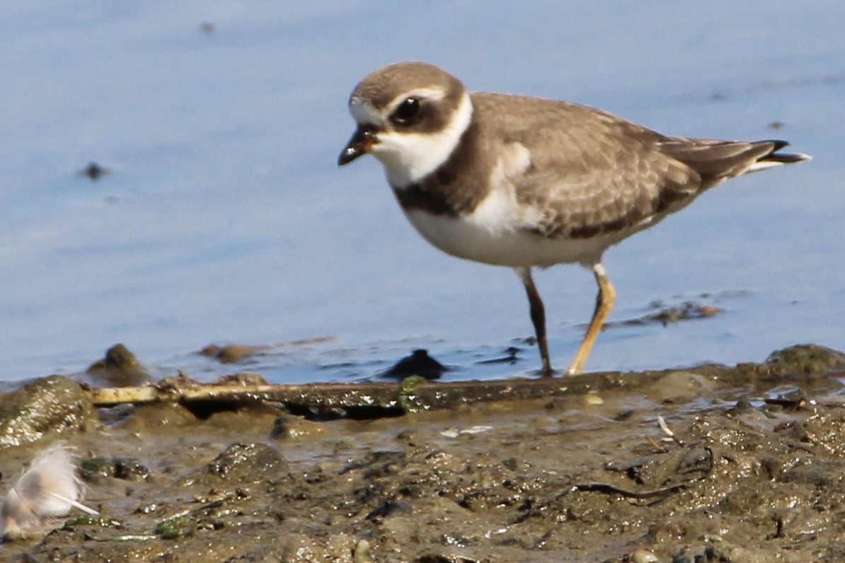 Semipalmated Plover - ML368567781