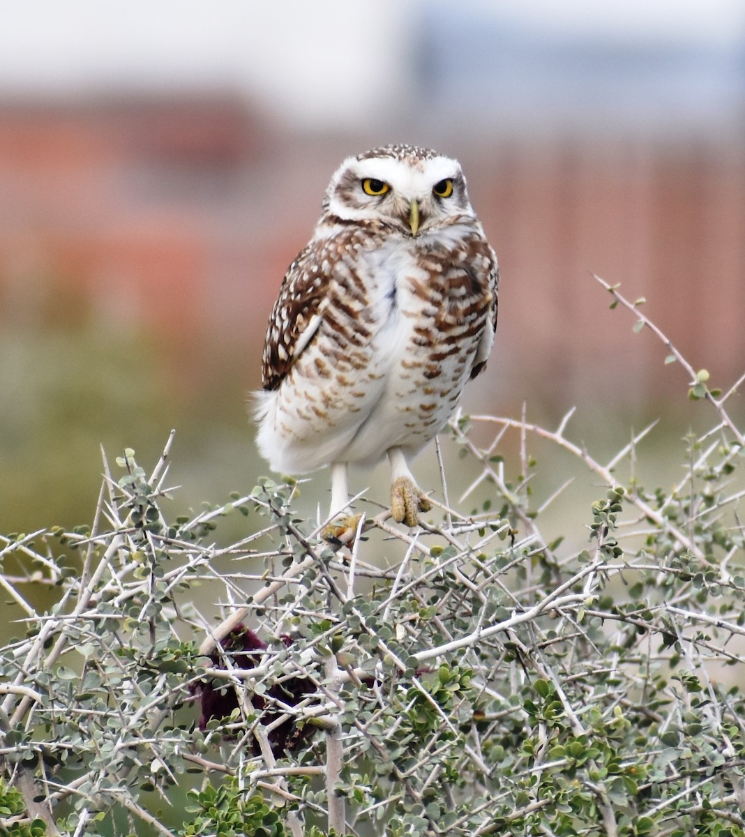 Burrowing Owl - irma melo
