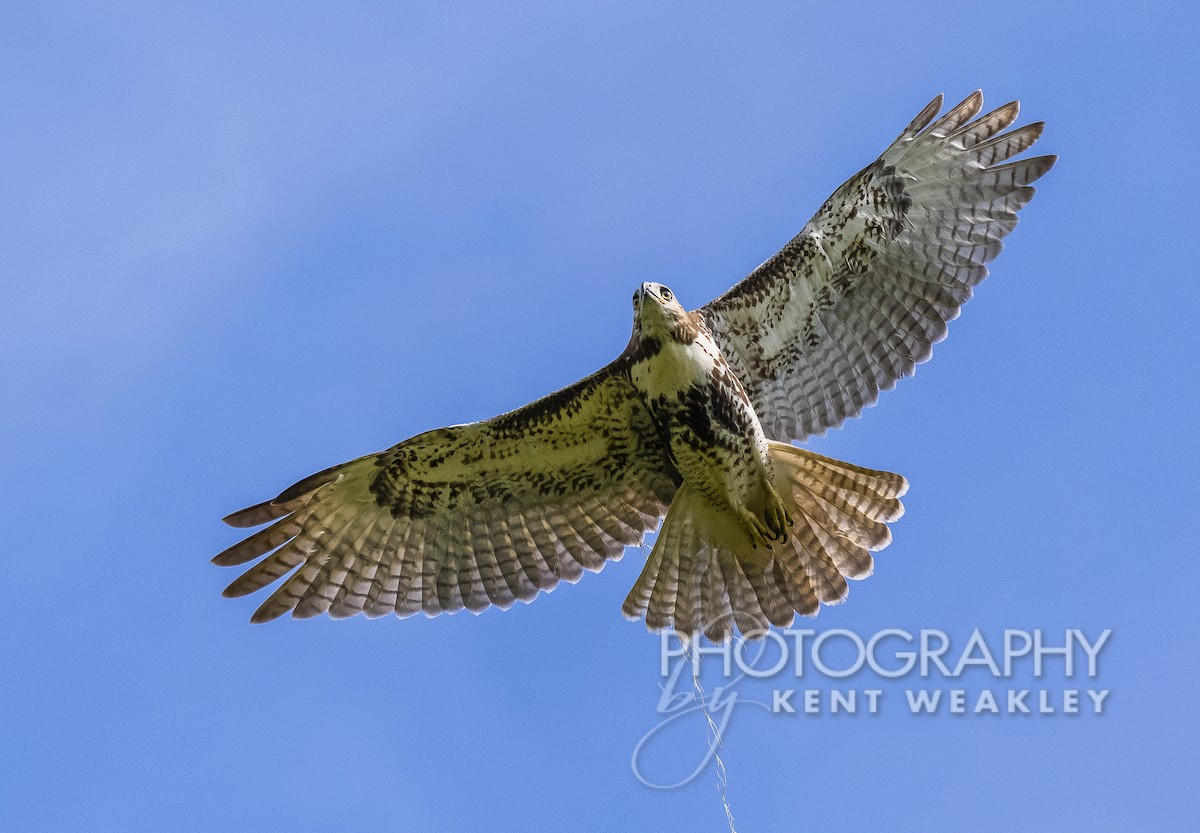 Red-tailed Hawk - Kent Weakley