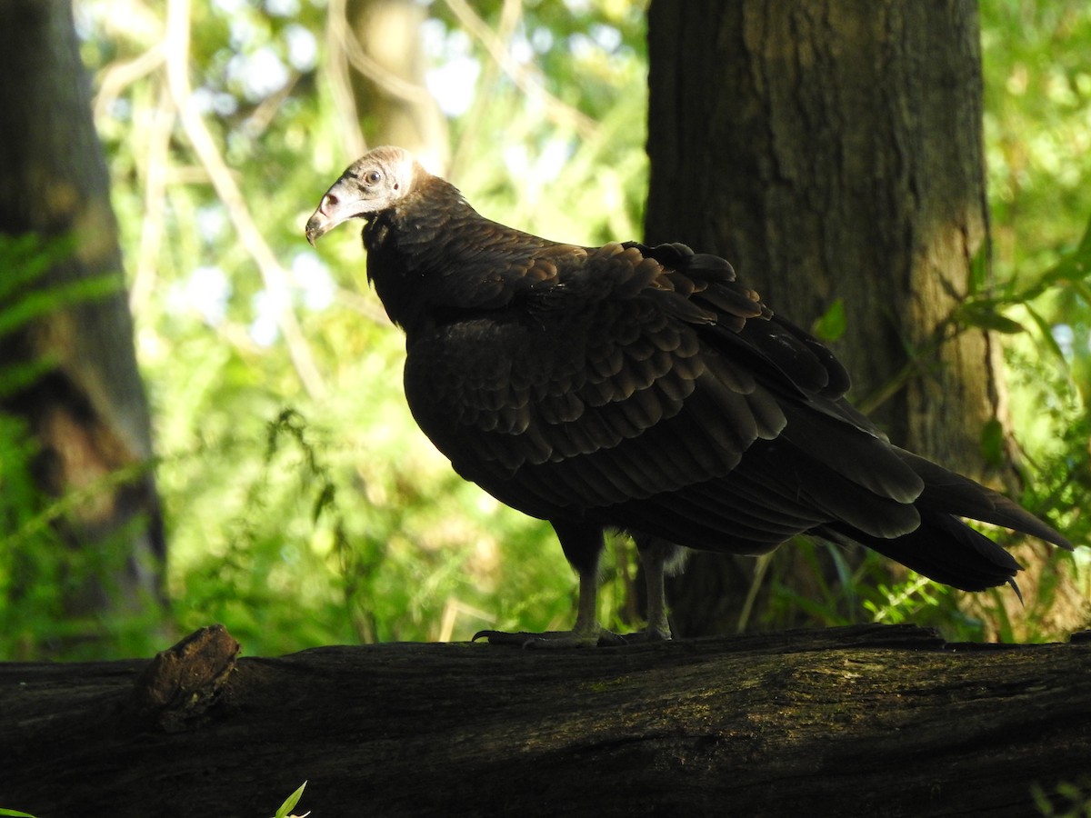 Turkey Vulture - Bill Stanley