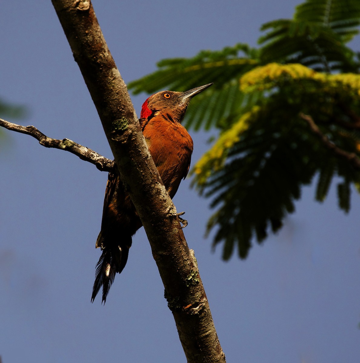 Hispaniolan Woodpecker - ML368575871