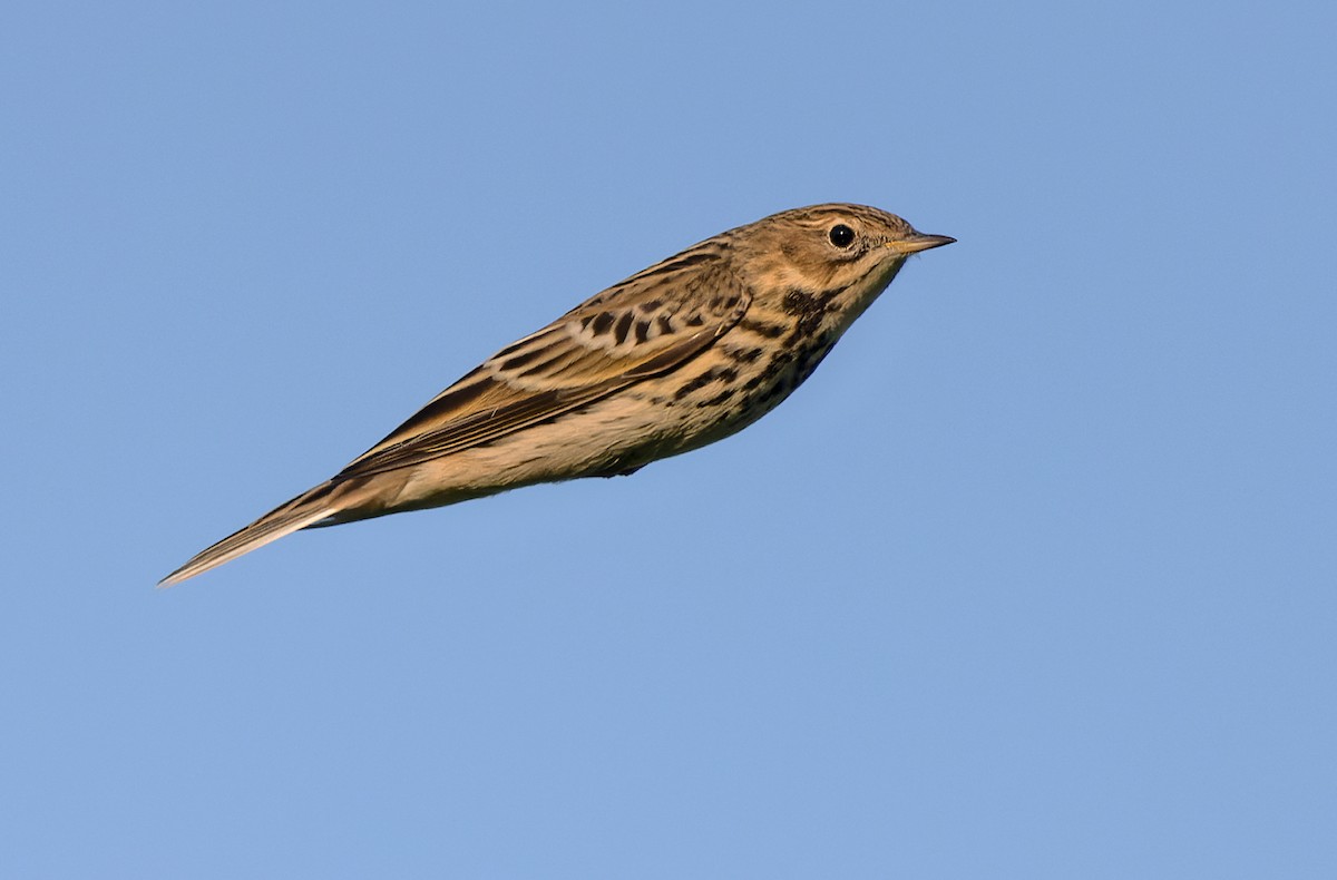 Red-throated Pipit - ML368577981