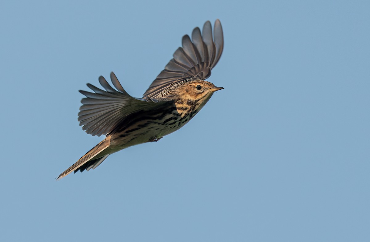 Red-throated Pipit - ML368577991