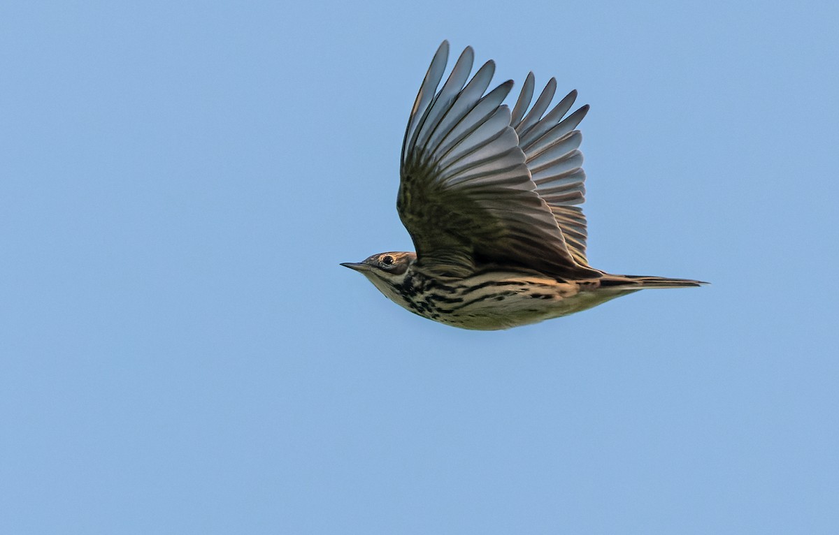 Red-throated Pipit - ML368578001