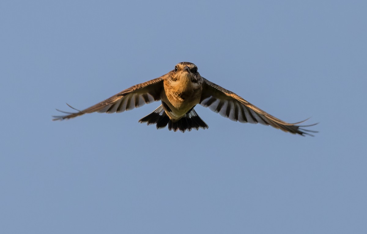 Whinchat - ML368578071