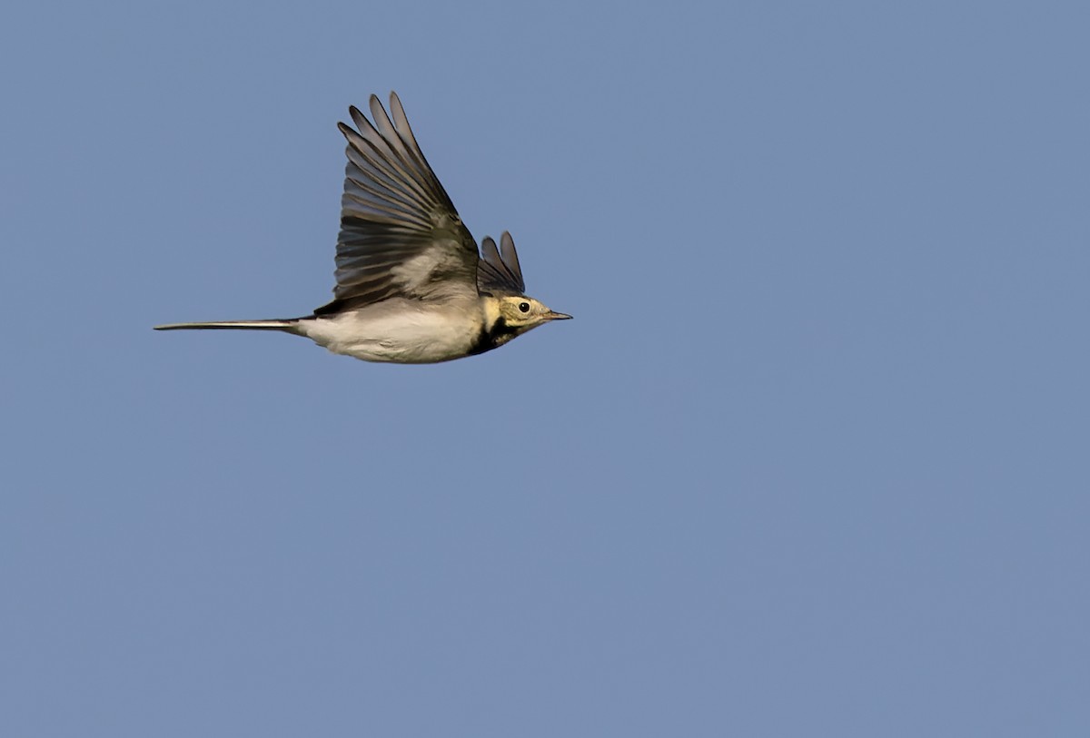 White Wagtail - Lars Petersson | My World of Bird Photography