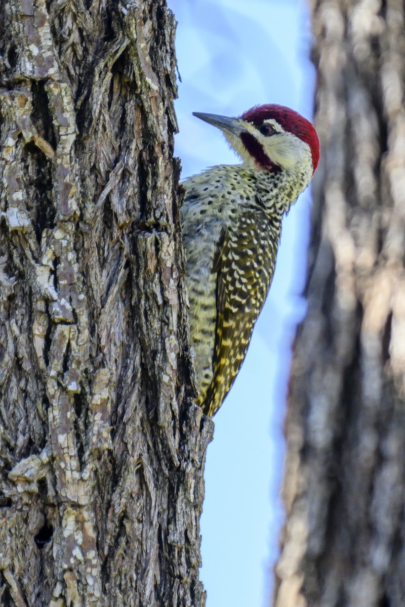 Bennett's Woodpecker - ML368581451