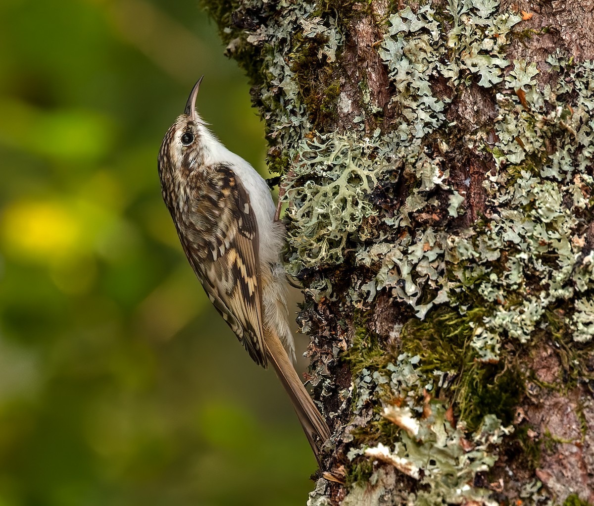 Eurasian Treecreeper - Lars Petersson | My World of Bird Photography
