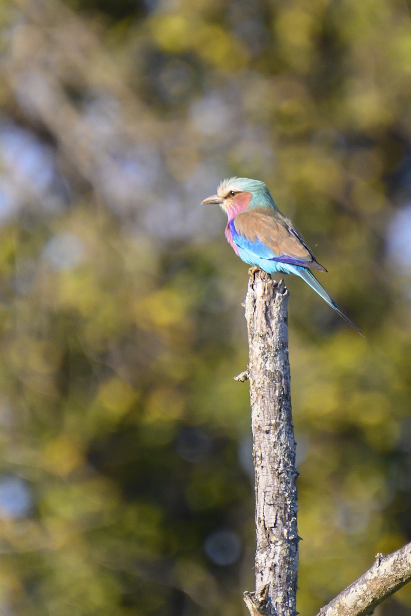 Lilac-breasted Roller - ML368584971