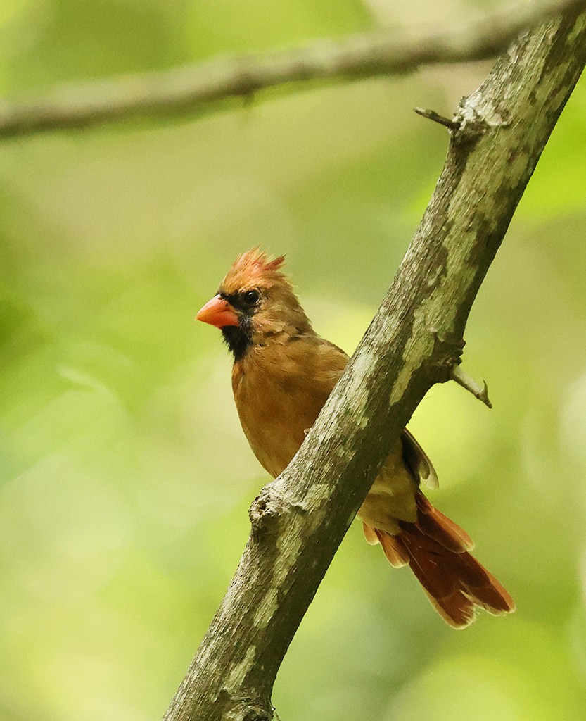 Northern Cardinal - manuel grosselet