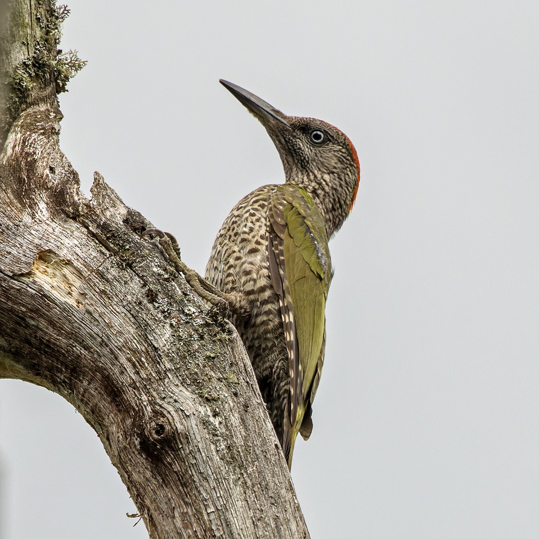 Eurasian Green Woodpecker (Eurasian) - ML368589871