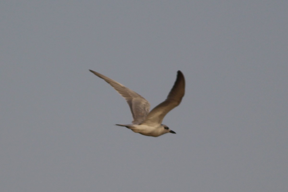 Gull-billed Tern - ML36859201