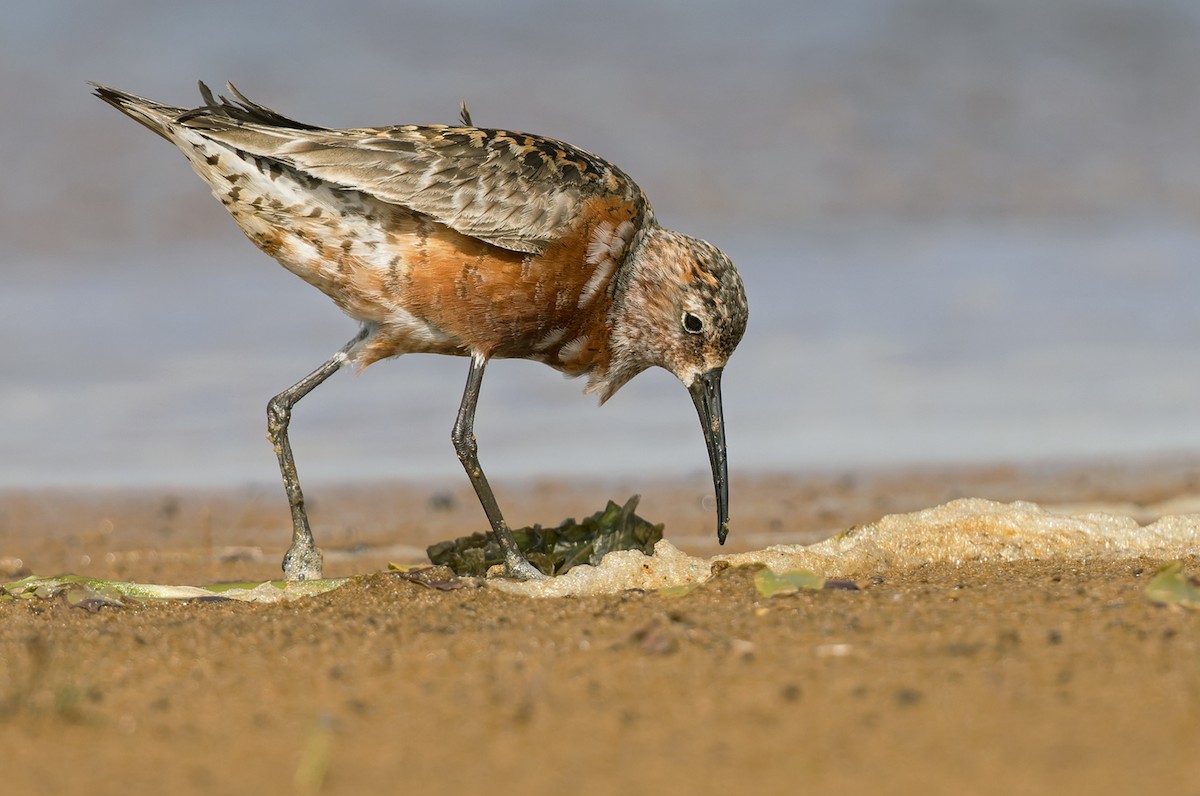 Curlew Sandpiper - Lars Petersson | My World of Bird Photography
