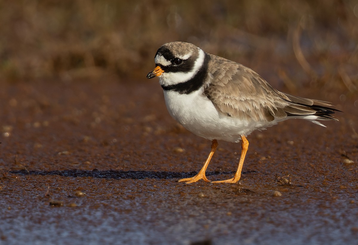 Common Ringed Plover - ML368593191