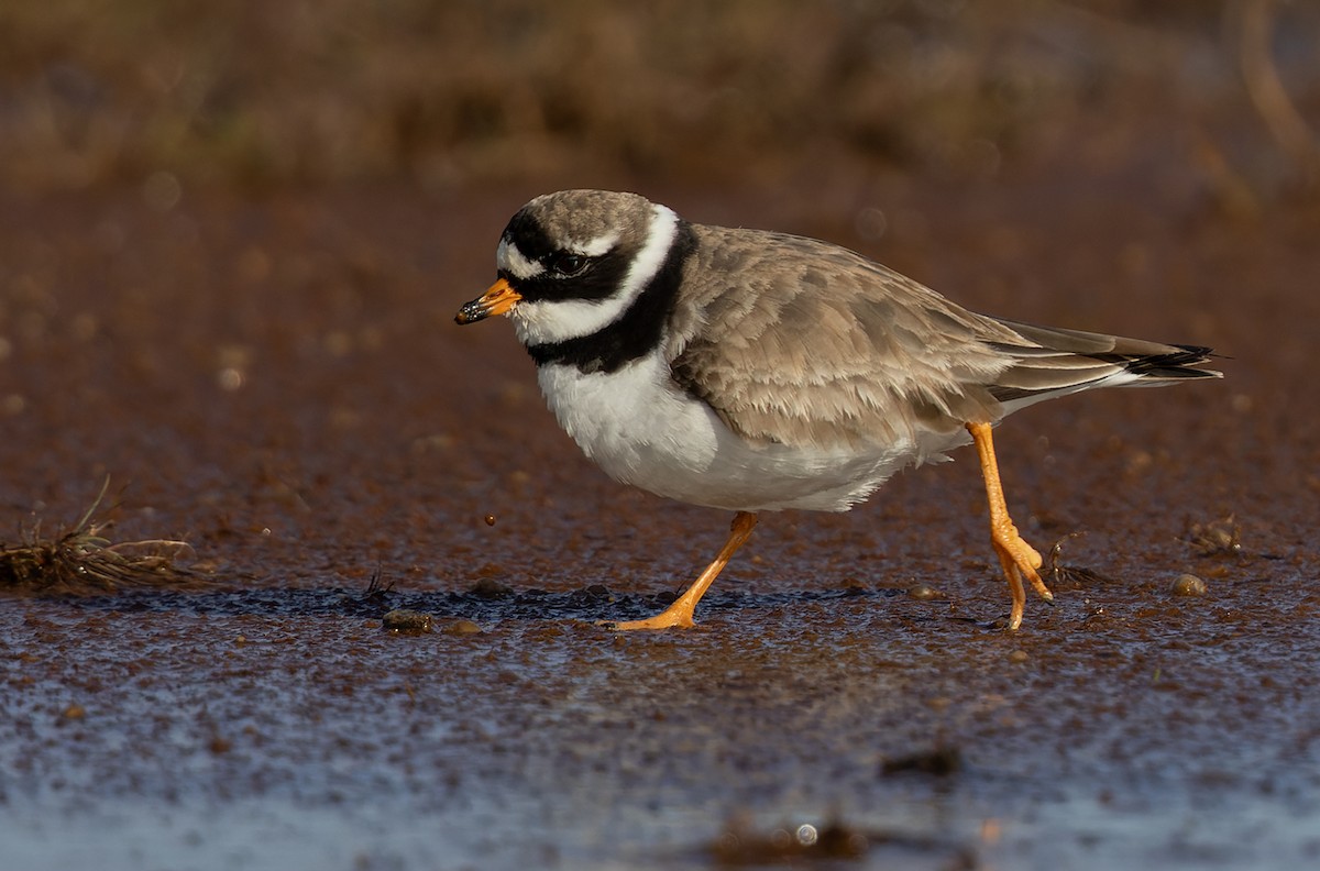 Common Ringed Plover - ML368593201