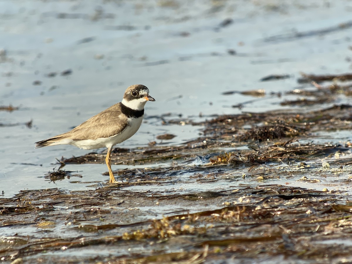Semipalmated Plover - ML368596691