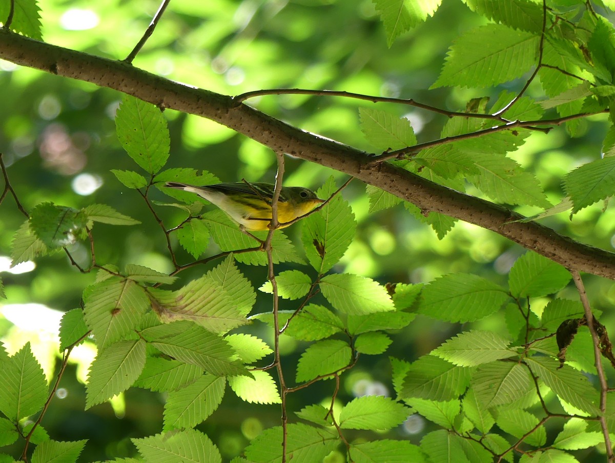Magnolia Warbler - ML368600591