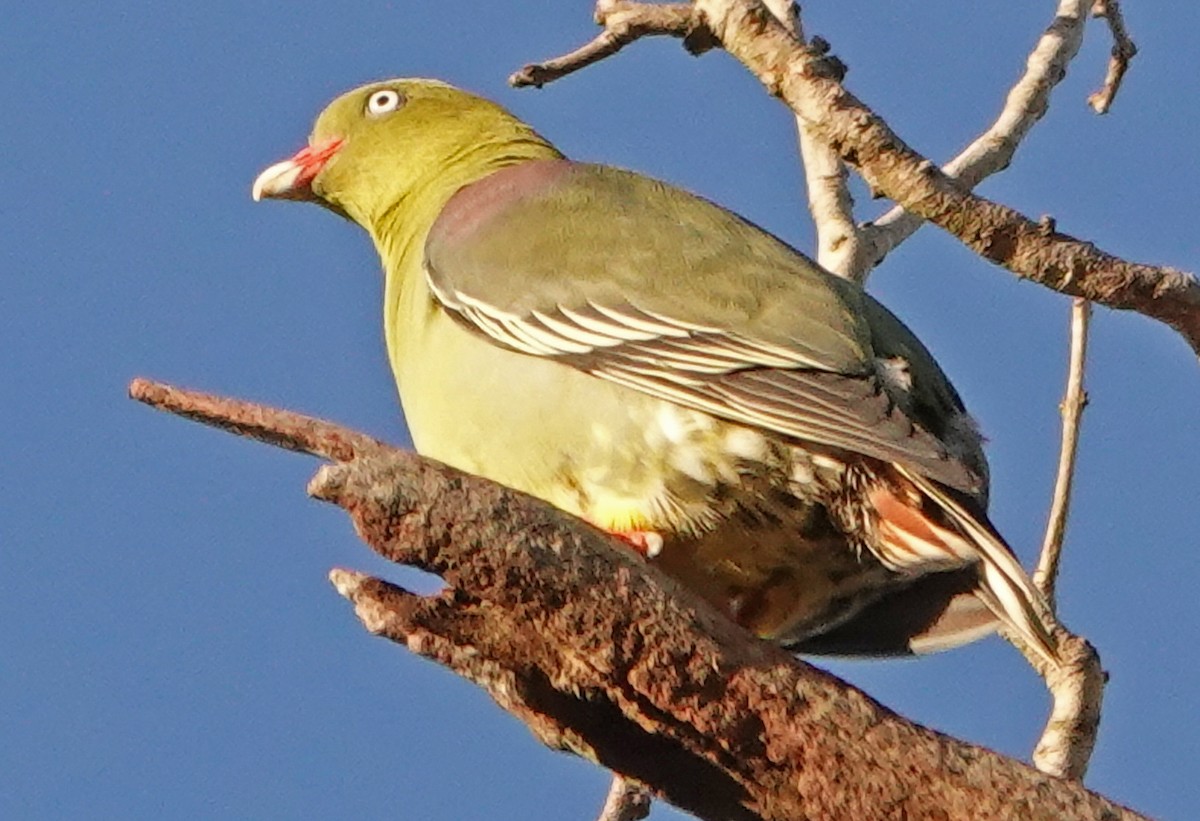 African Green-Pigeon - ML368603361