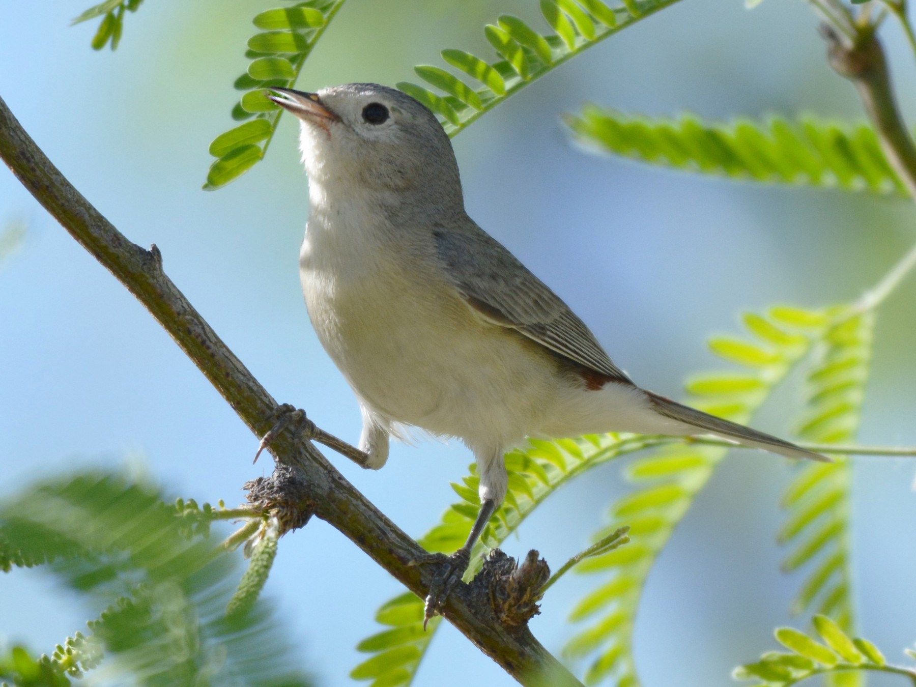 Lucy's Warbler - eBird