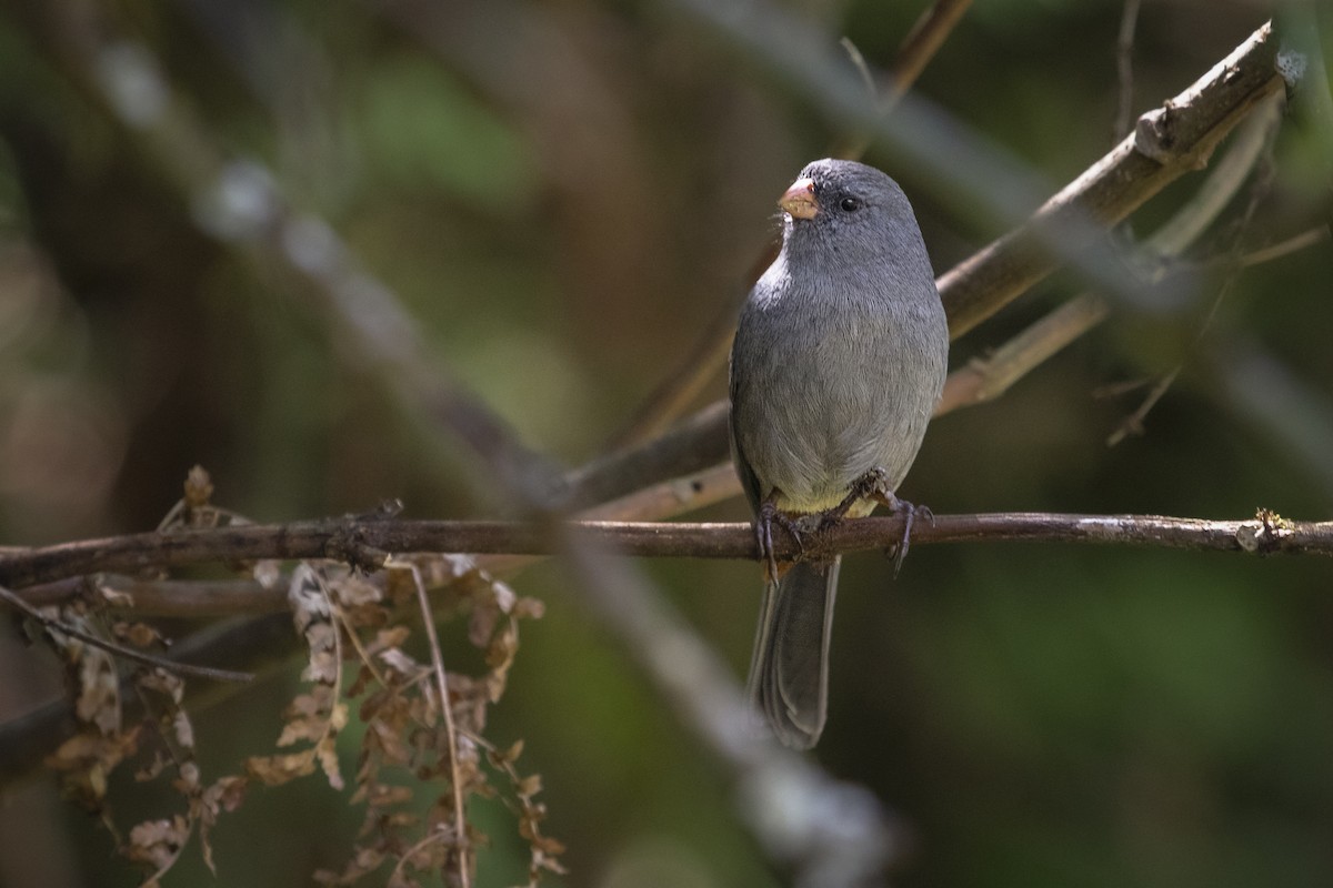 Plain-colored Seedeater - ML368610051