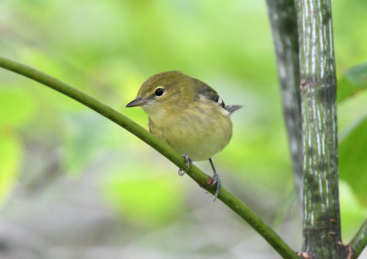 Bay-breasted Warbler - ML368610951