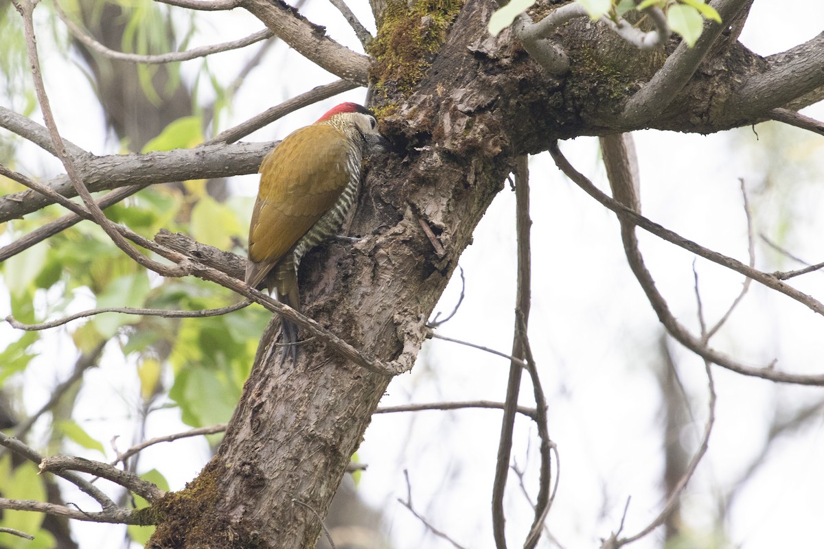 Golden-olive Woodpecker - ML368613571
