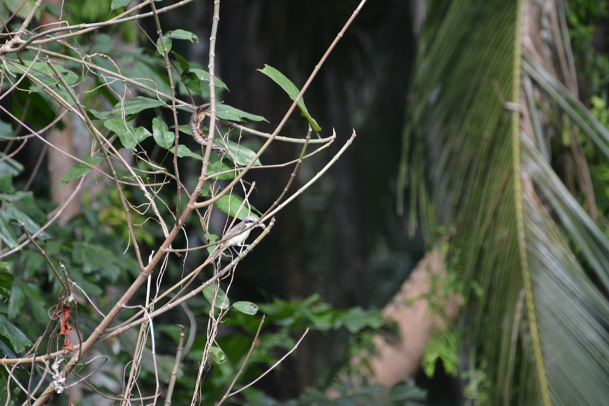 Brown Shrike (Philippine) - ML368614461