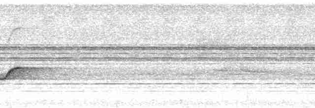 White-chested Babbler - ML36862