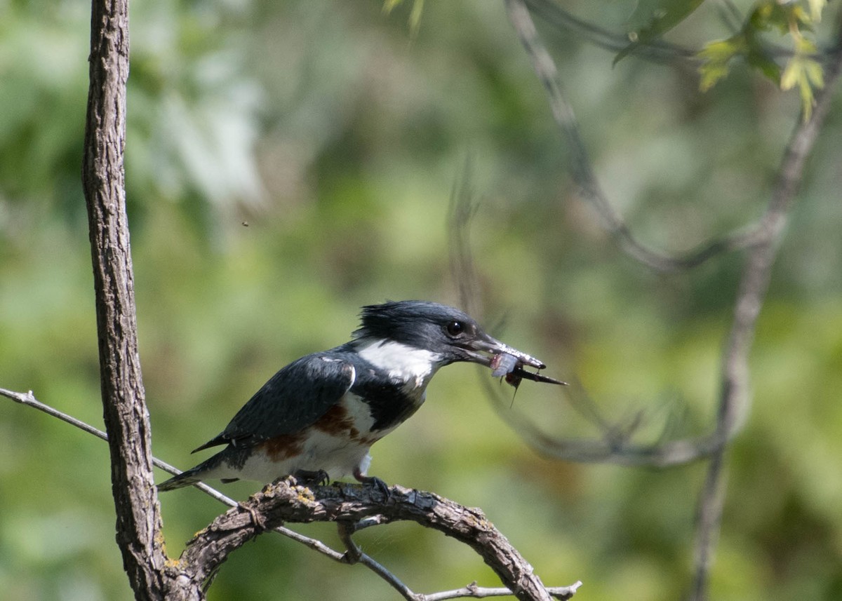 Belted Kingfisher - ML368622371