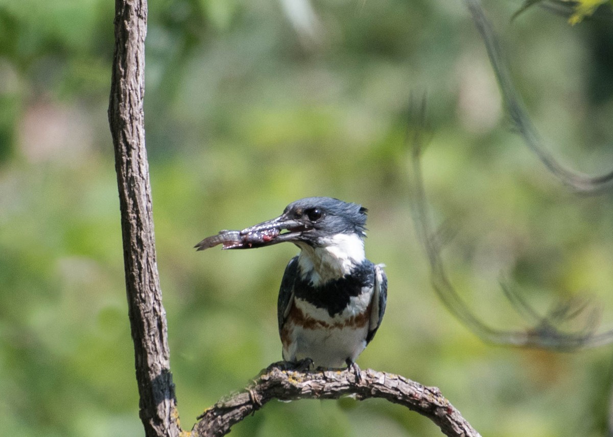 Belted Kingfisher - ML368622381