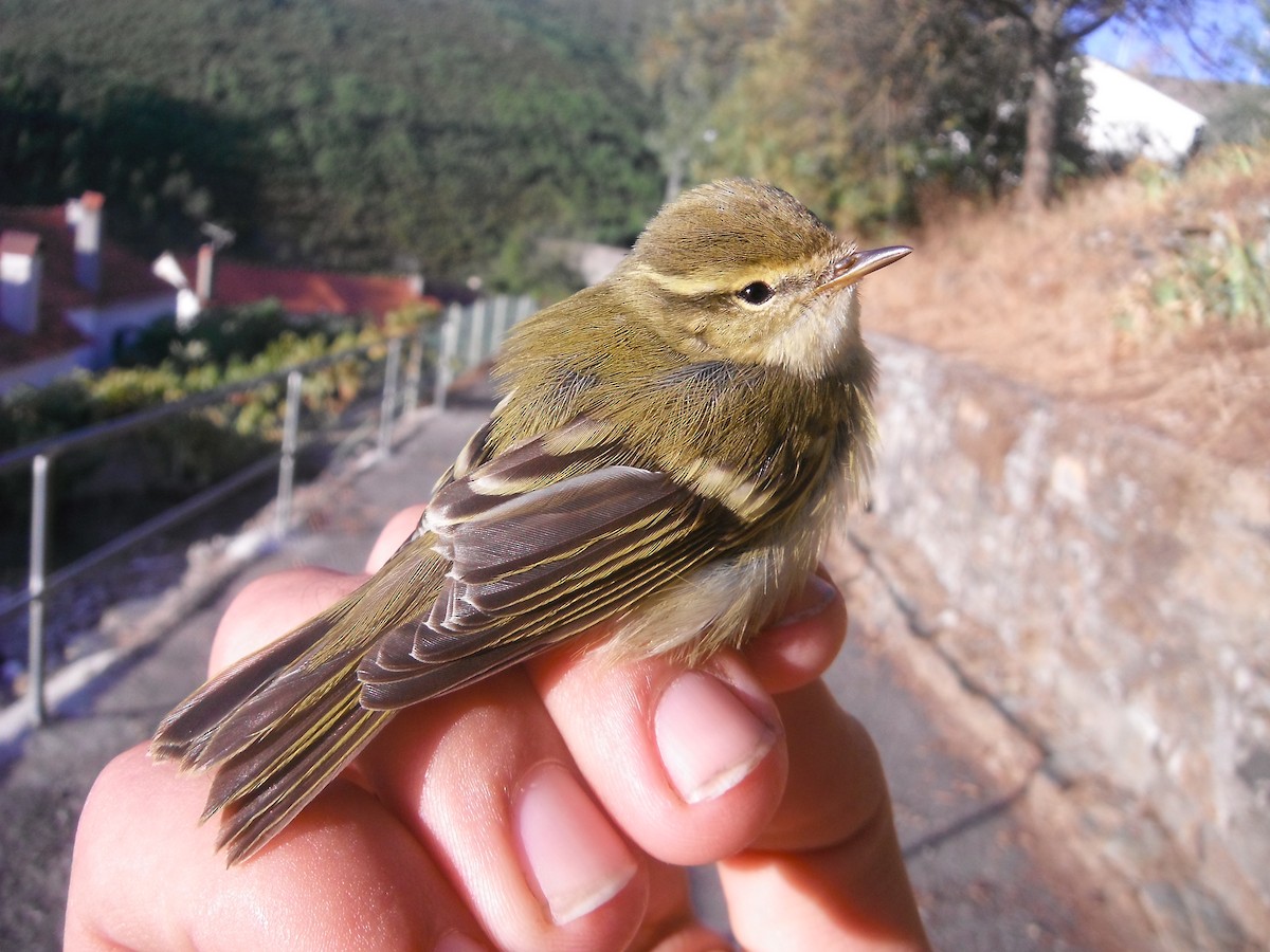 Yellow-browed Warbler - ML36862261
