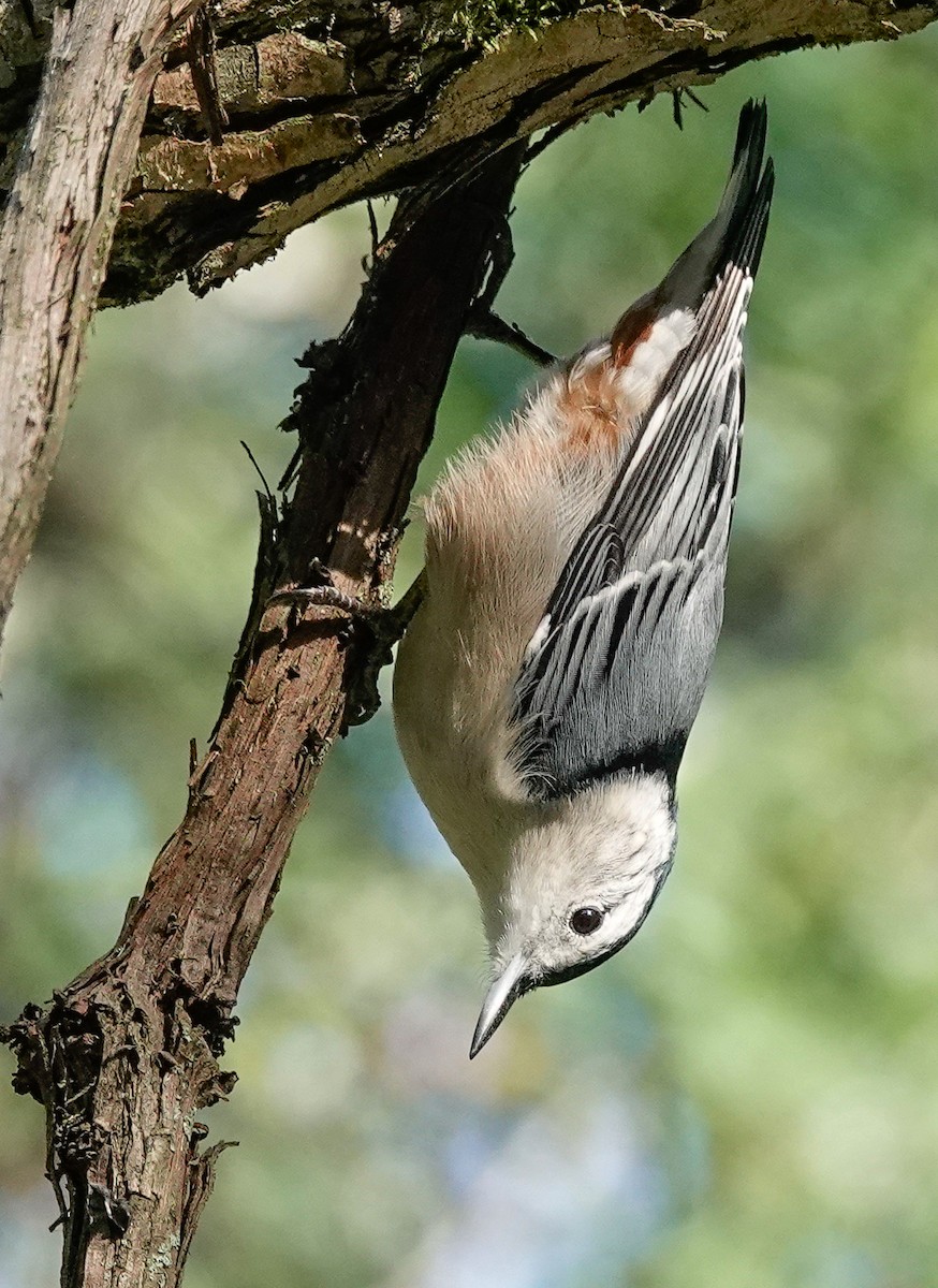 White-breasted Nuthatch (Eastern) - ML368623201