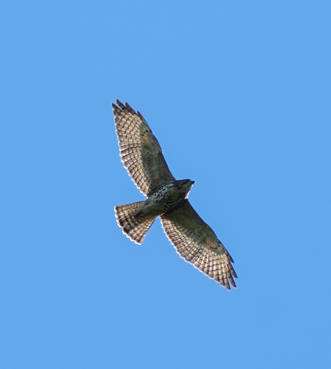 Broad-winged Hawk - ML368624441