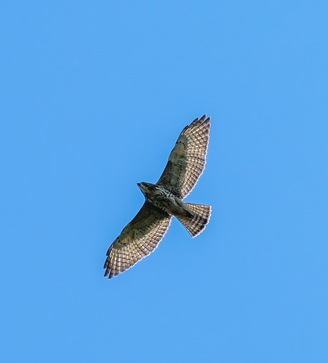 Broad-winged Hawk - ML368624461