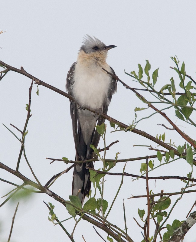 Great Spotted Cuckoo - Sharon Kennedy