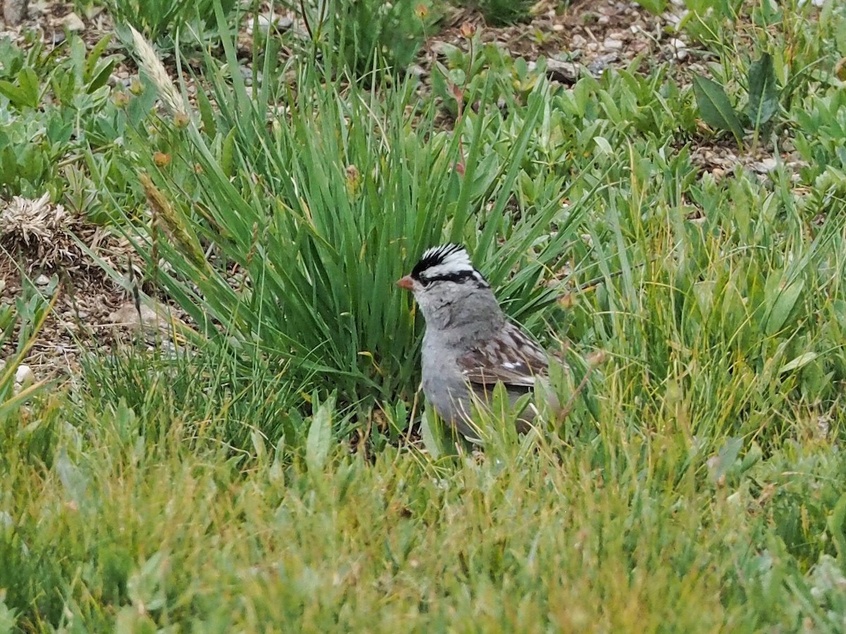 White-crowned Sparrow (oriantha) - ML368637531