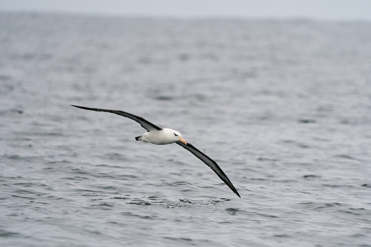 Black-browed Albatross - ML368647201