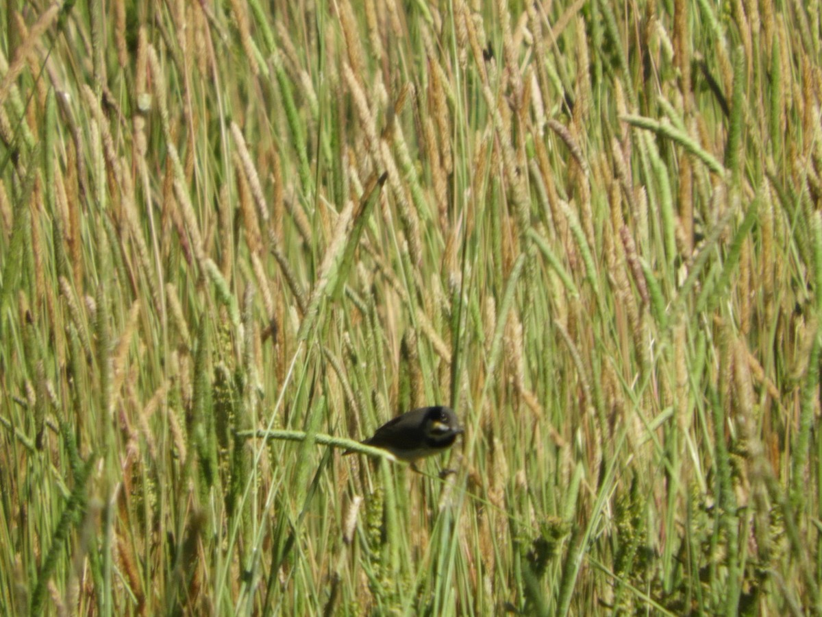 Double-collared Seedeater - ML368649391