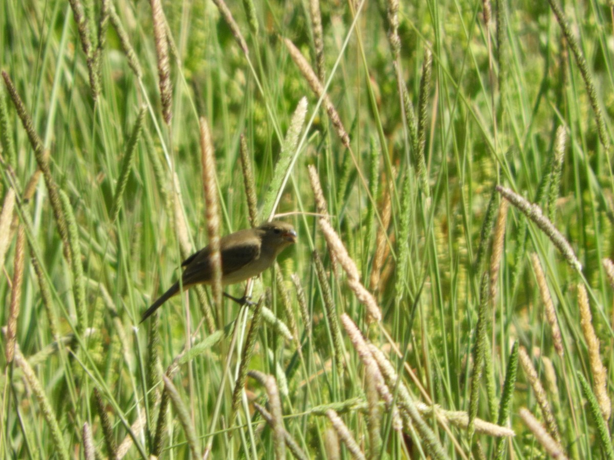 Double-collared Seedeater - ML368649431