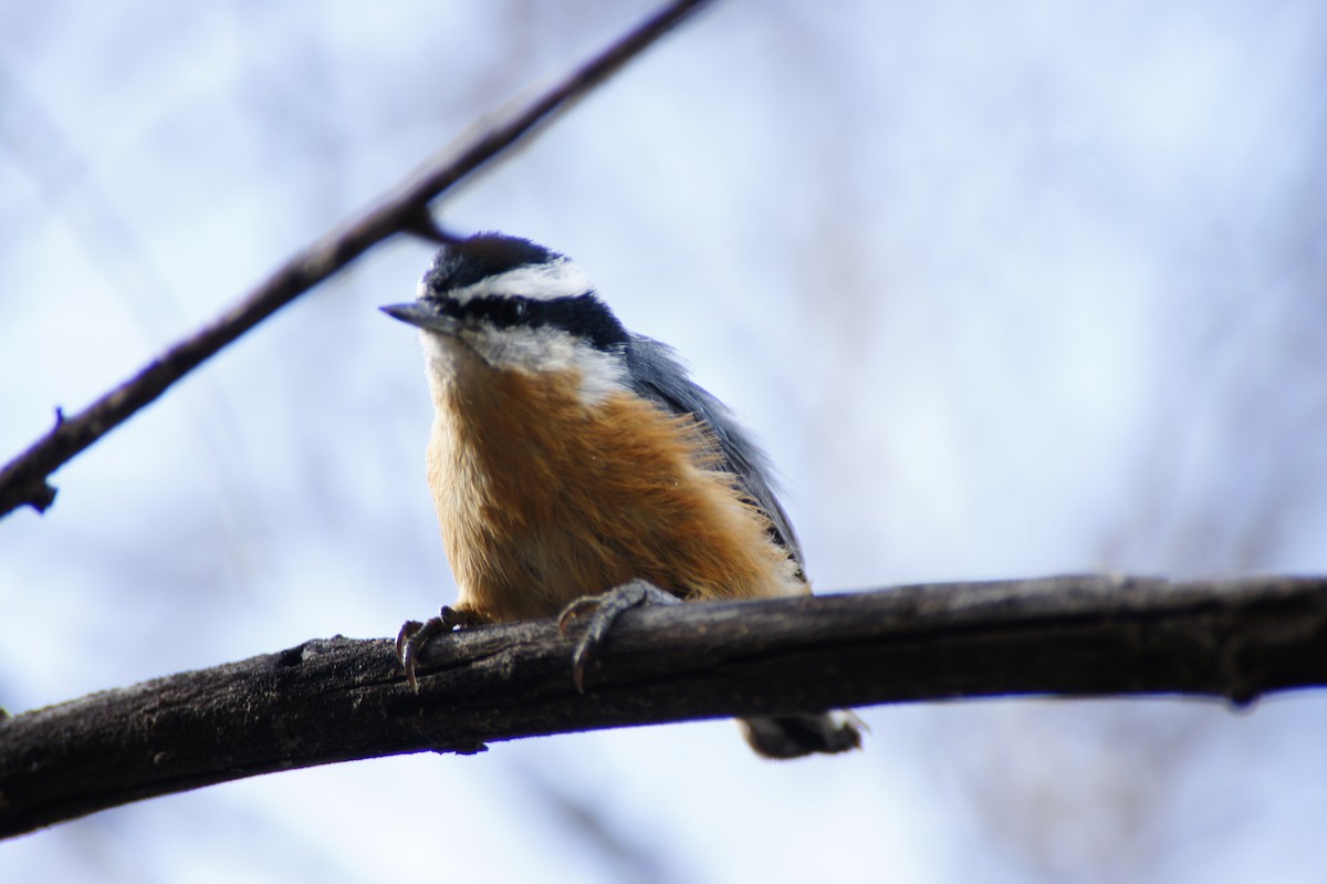 Red-breasted Nuthatch - Tommy DeBardeleben