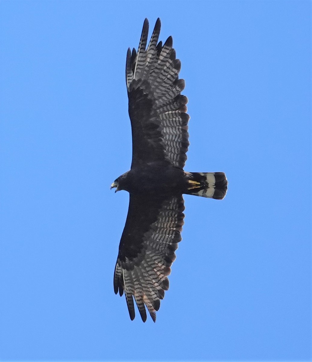 Zone-tailed Hawk - Mark Robbins