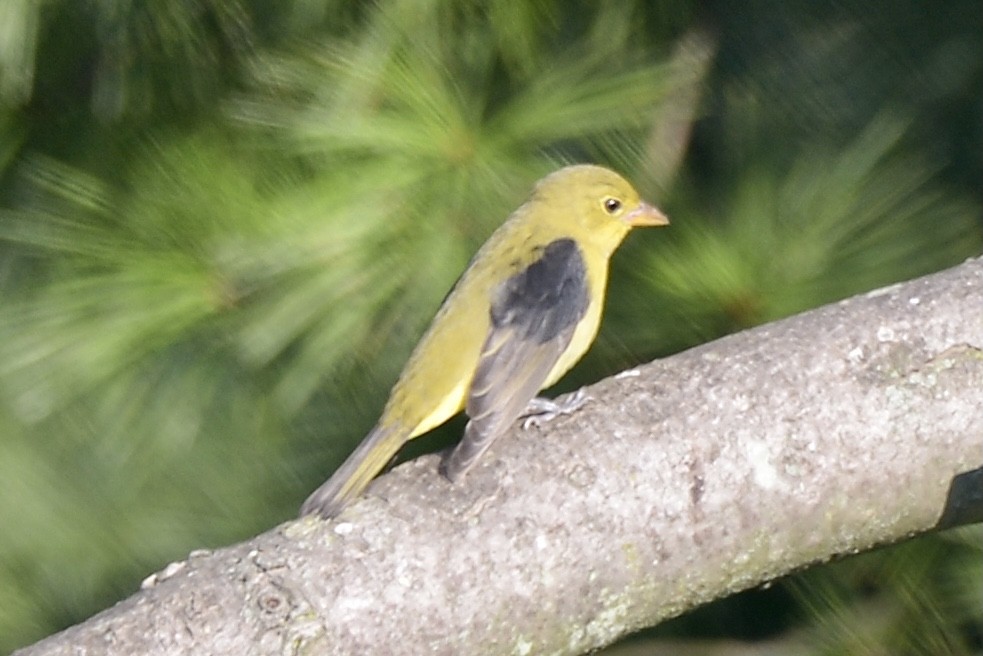 Scarlet Tanager - ML368654721