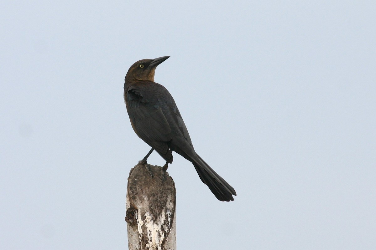 Great-tailed Grackle - ML36865501