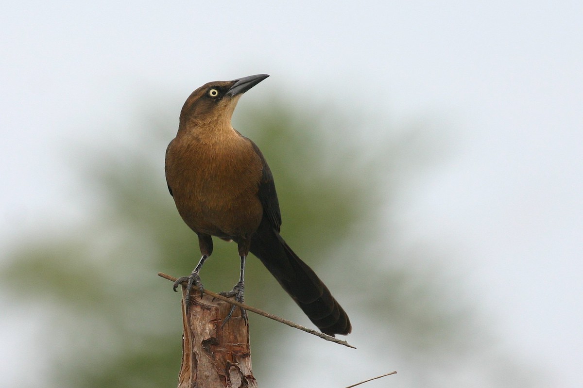 Great-tailed Grackle - ML36865521